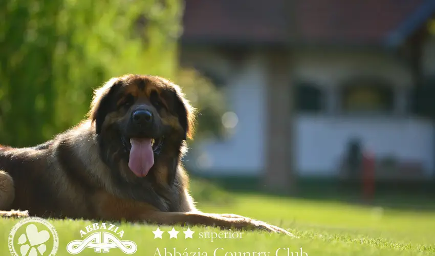 Abbzia Country Club Nemesnp - Oktber 23. 