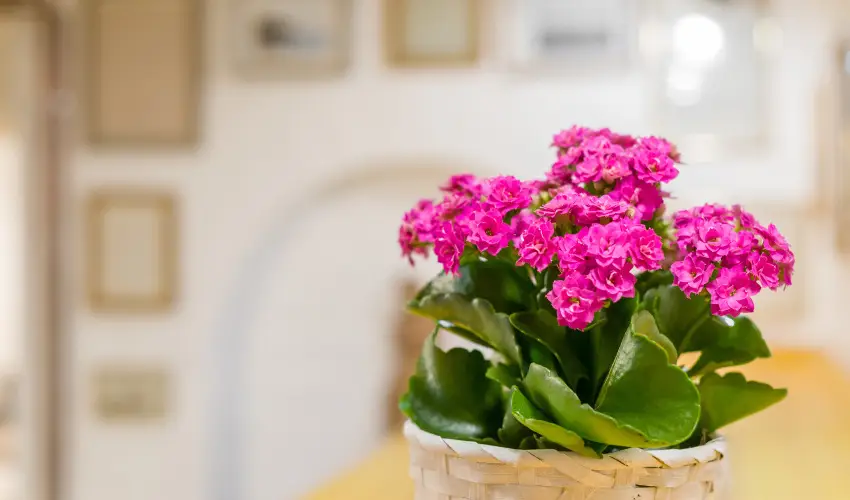 dm Apartman Balatonfldvr - Oktber 23. 