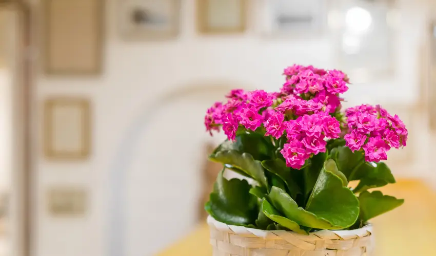 dm Apartman Balatonfldvr - Oktber 23. 