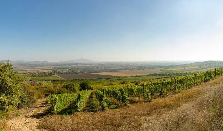 Angyal Borszat Rtka - Oktber 23. (min. 2 j)