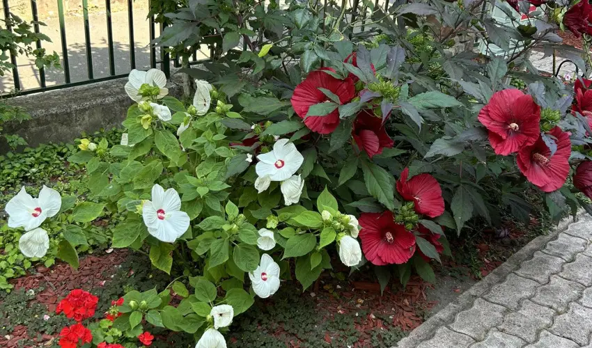 Aventurin House Rvflp - Oktber 23. (min. 2 j)