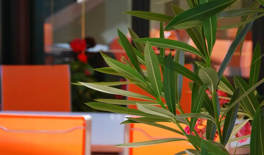 Bacchus Panzi Eger - Oktber 23. (min. 2 j)