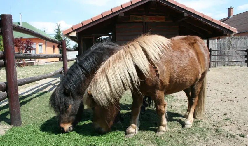 Bagolyvr Inrcs Inrcs - Oktber 23. 