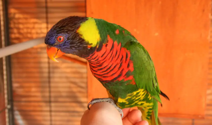 Bagolyvr Inrcs Inrcs - Oktber 23. 