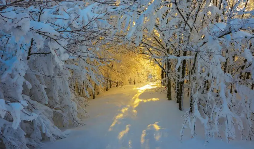 Borka Panzi Pardfrd - Oktber 23. (min. 2 j)