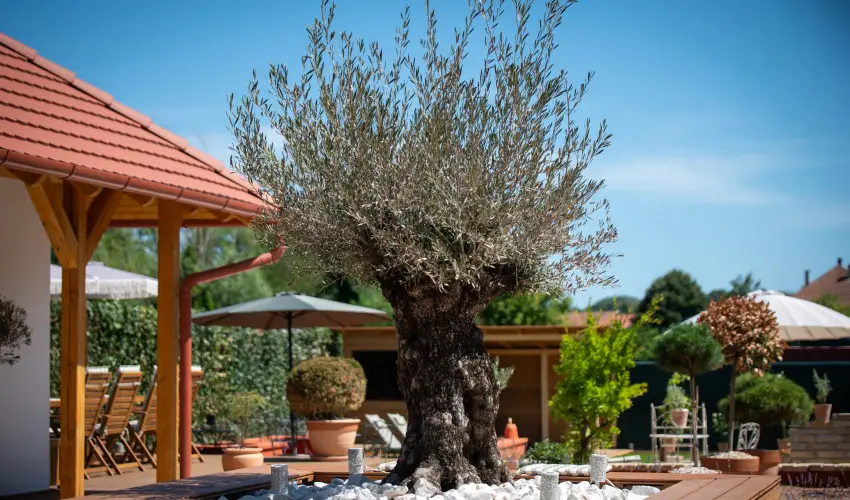 Casa Oliva Tokaj Tokaj - Oktber 23.