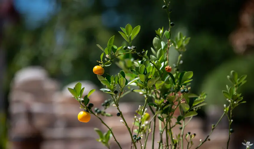 Casa Oliva Tokaj Tokaj - Oktber 23.