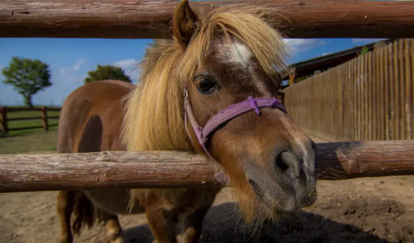 Csodaszarvas Tjpark Rbahdvg - Oktber 23. (min. 2 j)