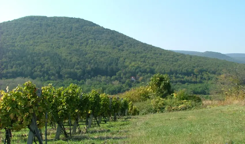 Szarvas Panzi� Erd�b�nye - Okt�ber 23. (min. 2 �j)