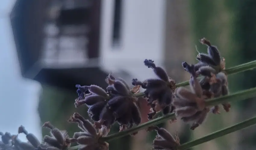 Ez�stfeny� �d�l� Visegr�d - Okt�ber 23. (min. 2 �j)