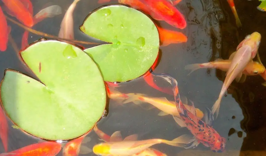 Fodor Hotel Gyula - Oktber 23. (min. 2 j)