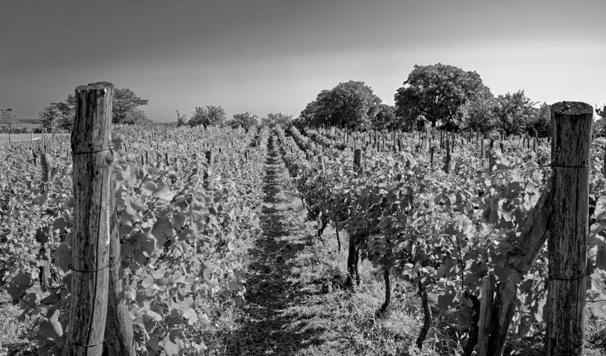 Fried Kastly Hotel Simontornya - Oktber 23. (min. 2 j)