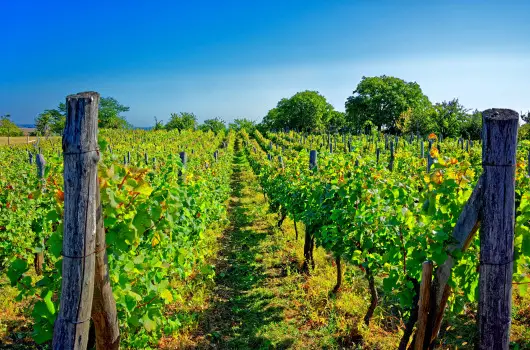 Fried Kast�ly Hotel - Okt�ber 23. (min. 3 �j)