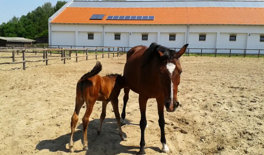 Gerby Kria Hotel s Lovasudvar Lajosmizse - Oktber 23. 