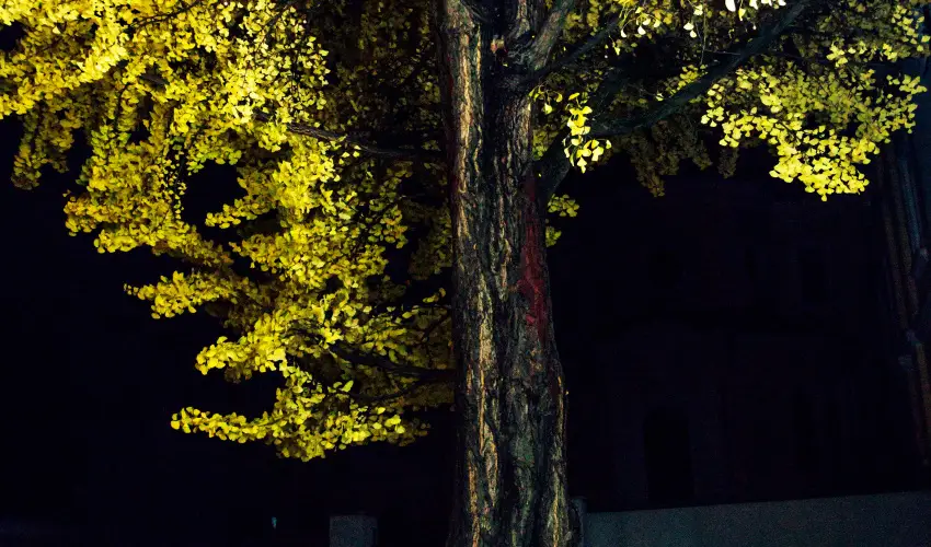 Hotel Ginkgo Hdmezvsrhely - Oktber 23. 