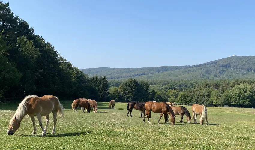 Hotel Szpalma Porva-Szpalmapuszta - Oktber 23.