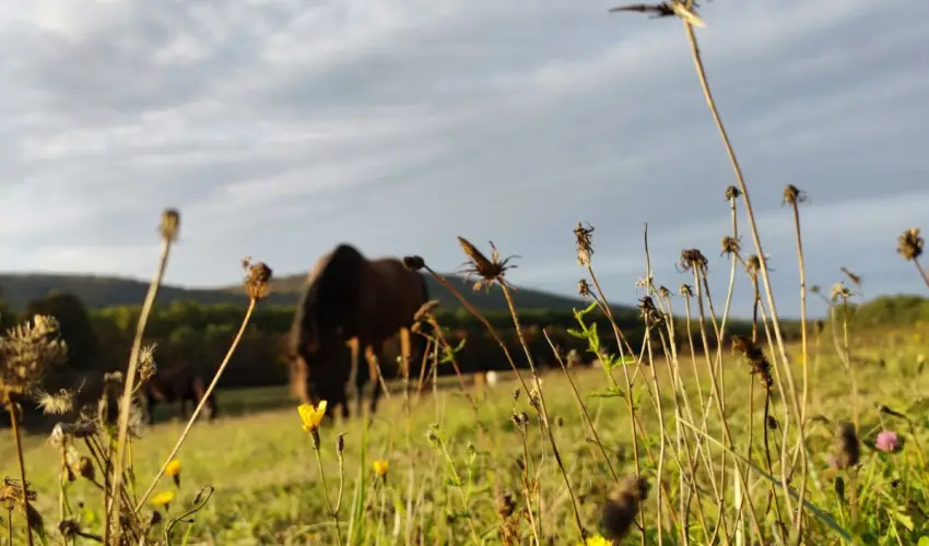 Hotel Sz�palma Porva-Sz�palmapuszta - Okt�ber 23.