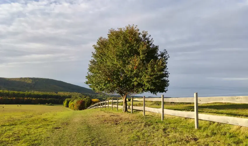 Hotel Sz�palma Porva-Sz�palmapuszta - Okt�ber 23.