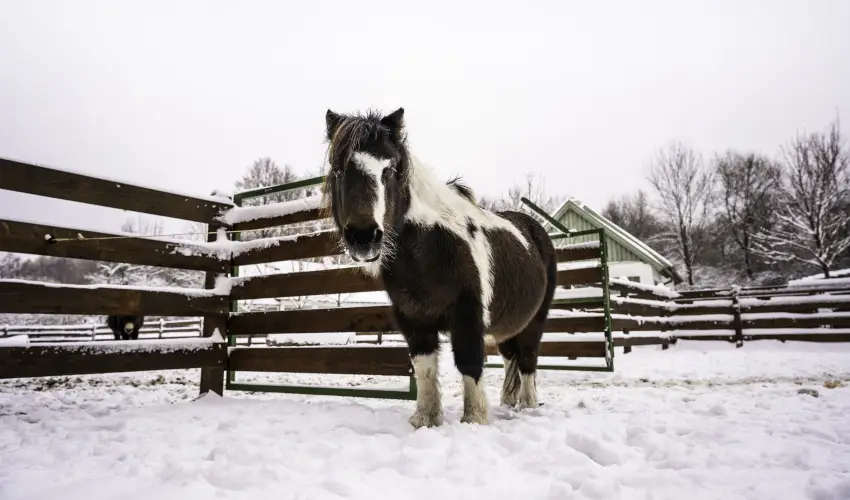 Hotel Sz�palma Porva-Sz�palmapuszta - Okt�ber 23.