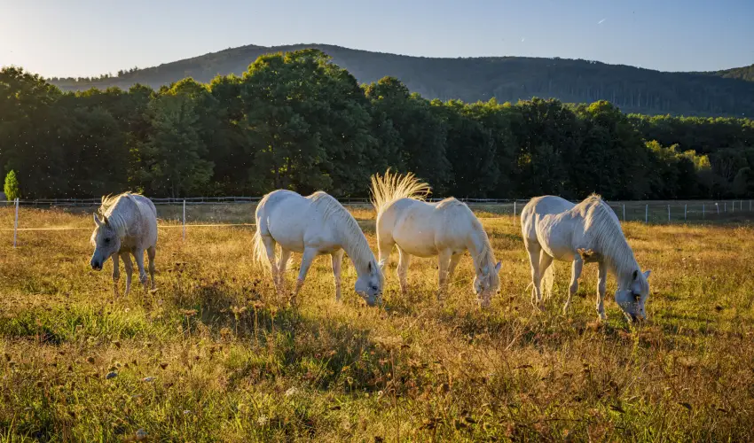 Hotel Sz�palma Porva-Sz�palmapuszta - Okt�ber 23.