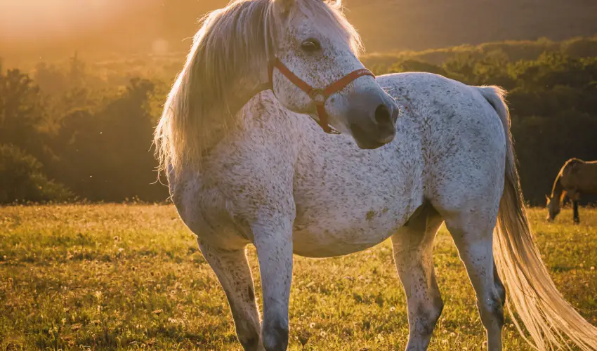 Hotel Sz�palma Porva-Sz�palmapuszta - Okt�ber 23.