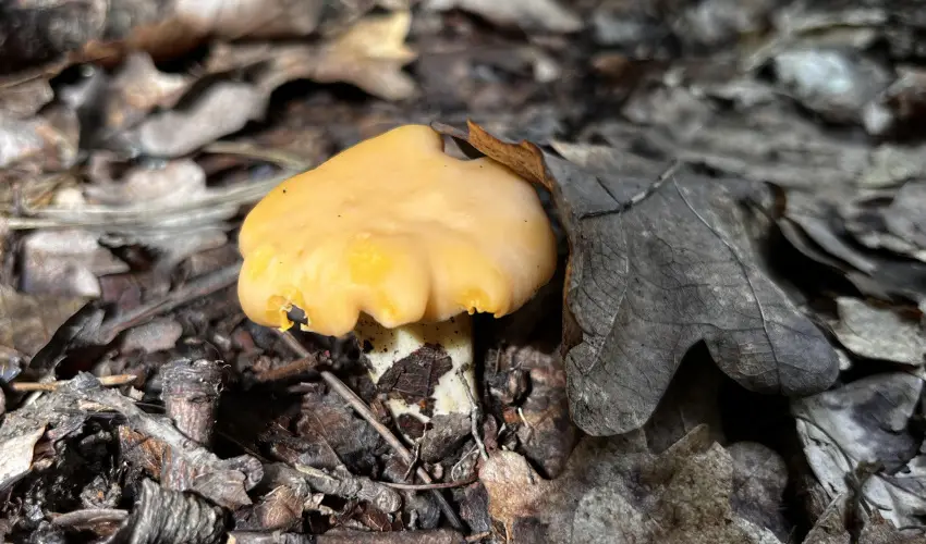 Kerka Vendghz Csesztreg - Oktber 23. (min. 2 j)