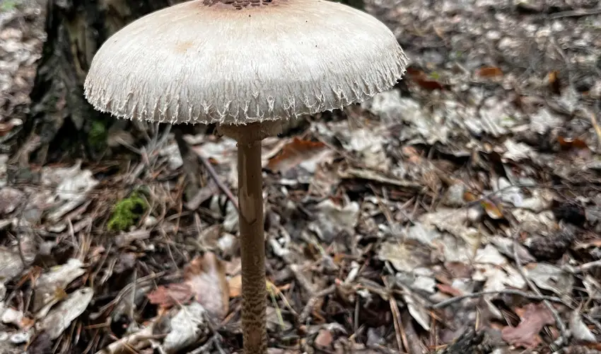 Kerka Vendghz Csesztreg - Oktber 23. (min. 2 j)