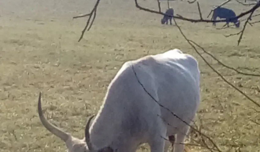 Kerka Vendghz Csesztreg - Oktber 23. (min. 2 j)