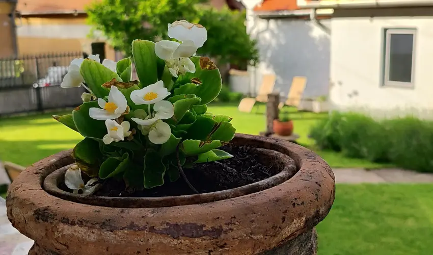 Kiskilenc Vendghz Szarvask - Oktber 23. (min. 2 j)