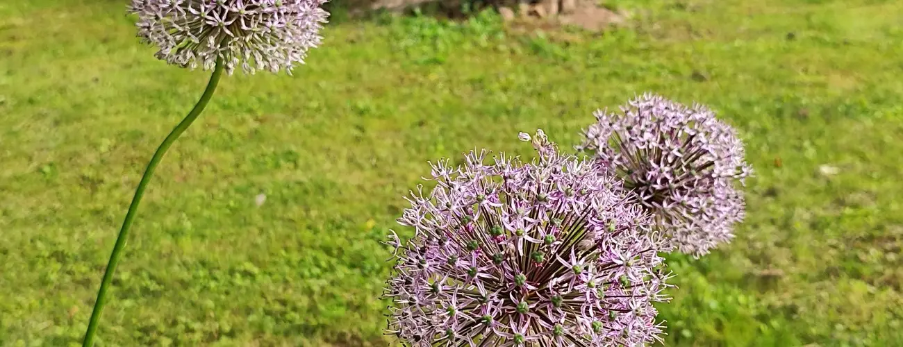 Kiskilenc Vendghz Szarvask - Oktber 23. (min. 2 j)