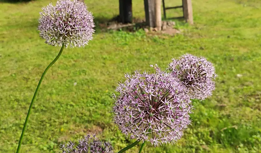 Kiskilenc Vendghz Szarvask - Oktber 23. (min. 2 j)