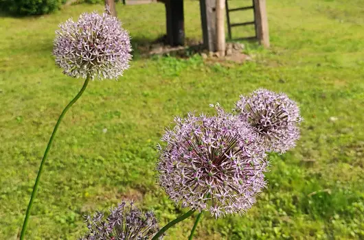 Kiskilenc Vendghz - Oktber 23. (min. 2 j)