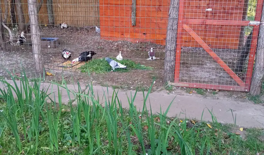 Krs Vendghz Szarvas - Oktber 23. (min. 2 j)