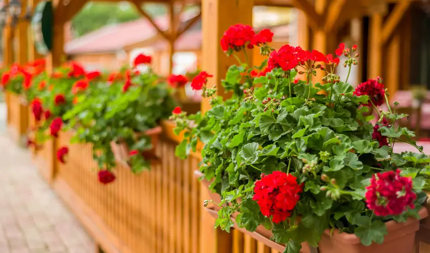 Lipicai Hotel Szilvsvrad - Oktber 23. (min. 2 j)