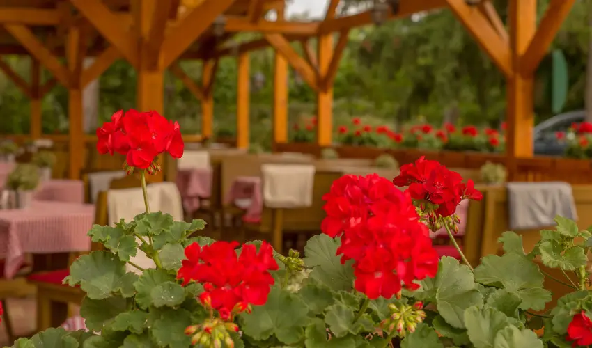 Lipicai Hotel Szilvsvrad - Oktber 23. (min. 2 j)