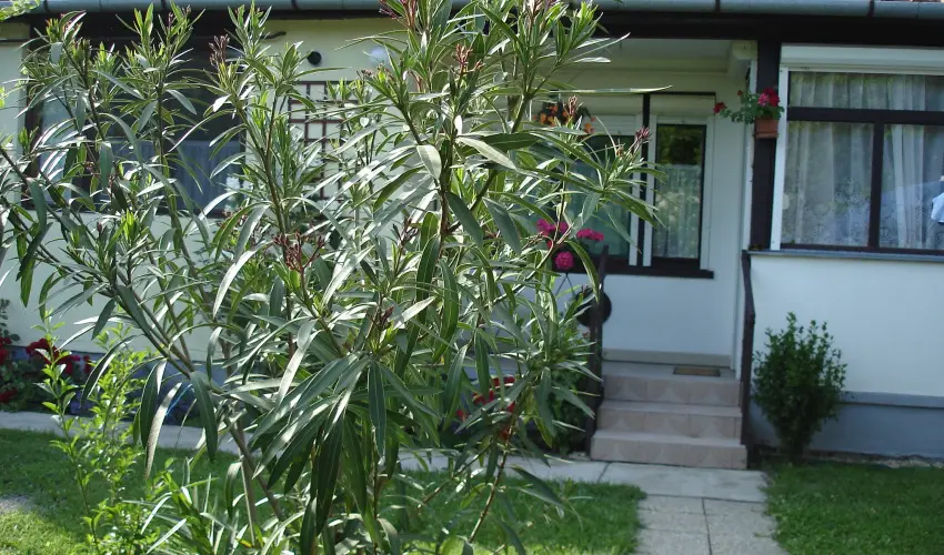 Liza Apartman Gyula - Oktber 23. (min. 2 j)