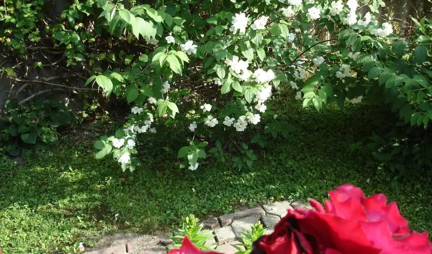 Liza Apartman Gyula - Oktber 23. (min. 2 j)