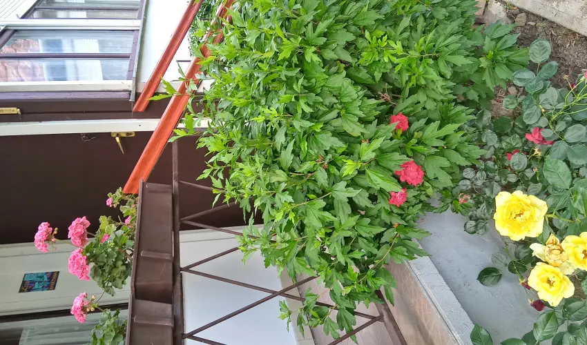 Liza Apartman Gyula - Oktber 23. (min. 2 j)