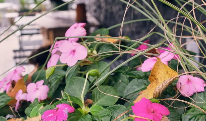 Neptun Badacsony Badacsony - Oktber 23.