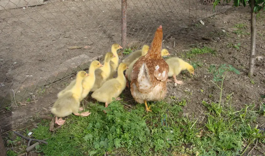 Nyugi Tanya Magyarts - Oktber 23. (min. 2 j)