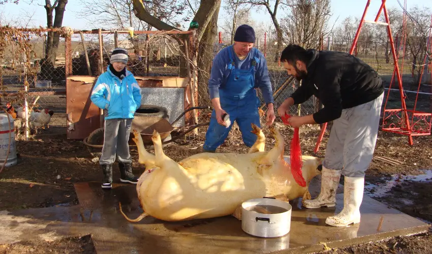 Nyugi Tanya Magyarts - Oktber 23. (min. 2 j)