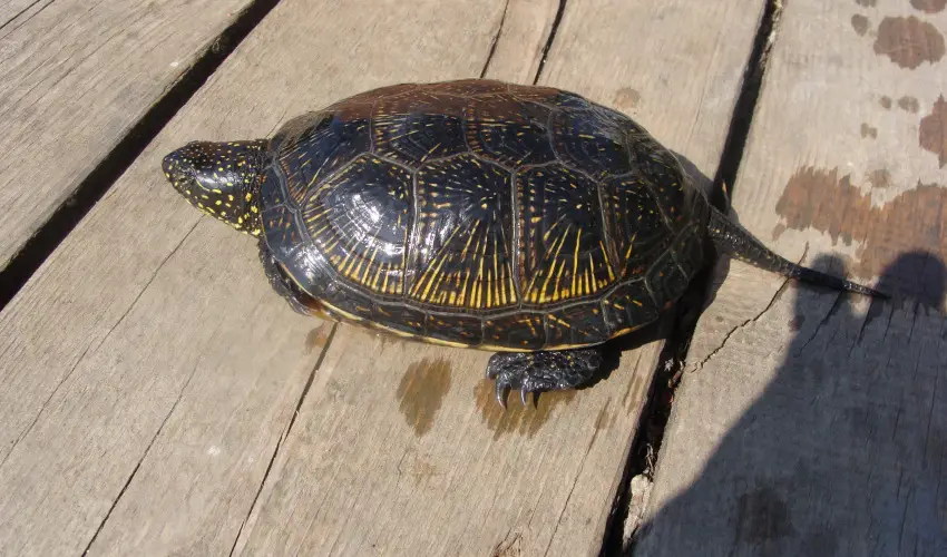 Nyugi Tanya Magyarts - Oktber 23. (min. 2 j)