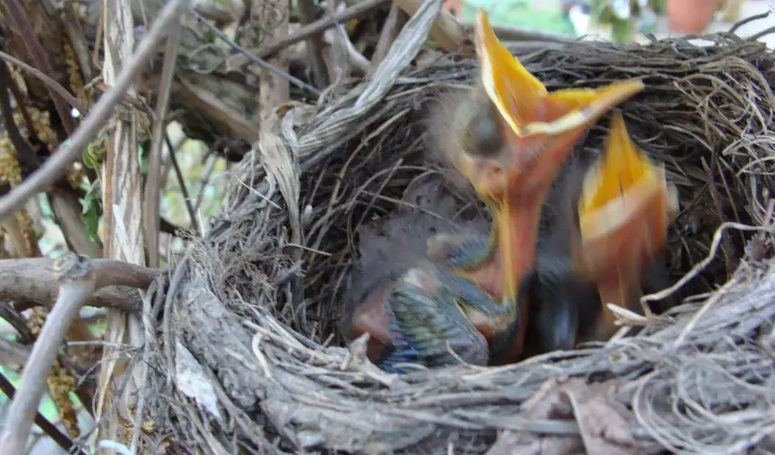 Nyugi Tanya Magyarts - Oktber 23. (min. 2 j)