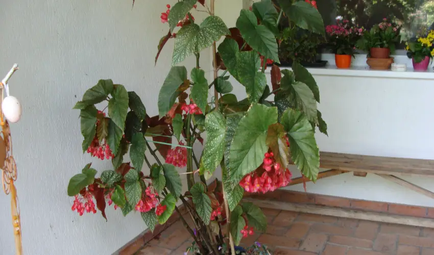 Nyugi Tanya Magyarts - Oktber 23. (min. 2 j)