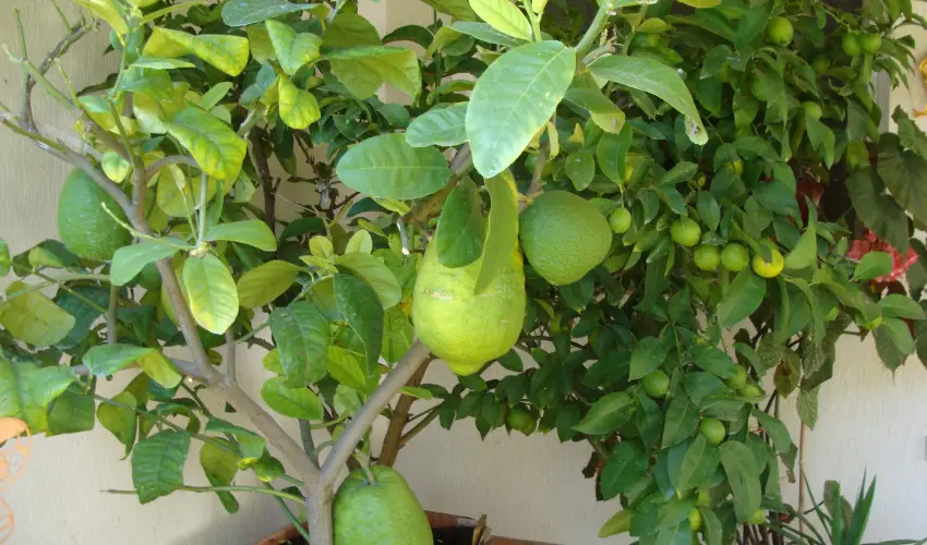 Nyugi Tanya Magyarts - Oktber 23. (min. 2 j)