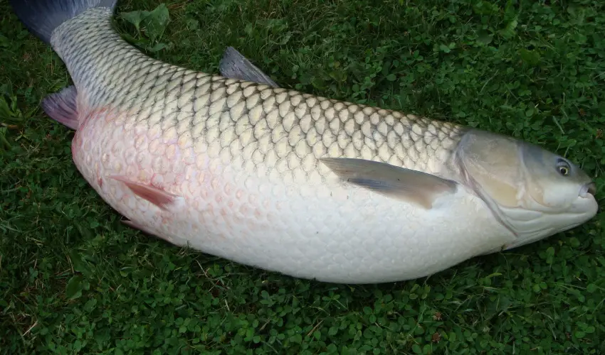 Nyugi Tanya Magyarts - Oktber 23. (min. 2 j)