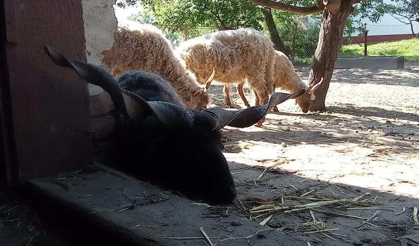 Pni Kuck Vendghz s Minifarm  Hosszvlgy - Oktber 23.