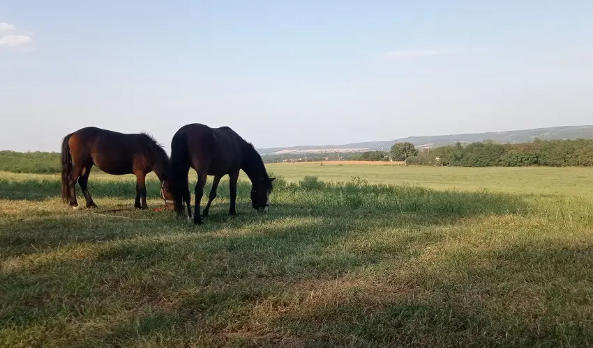 Pni Kuck Vendghz s Minifarm  Hosszvlgy - Oktber 23.