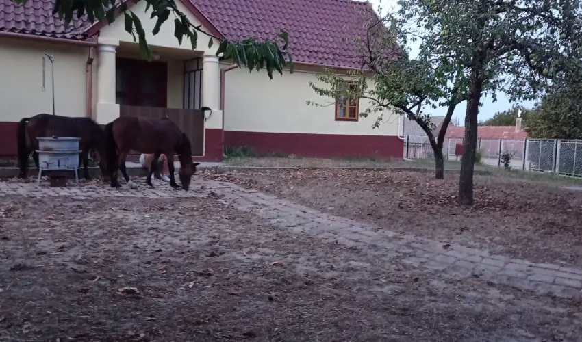 Pni Kuck Vendghz s Minifarm  Hosszvlgy - Oktber 23.