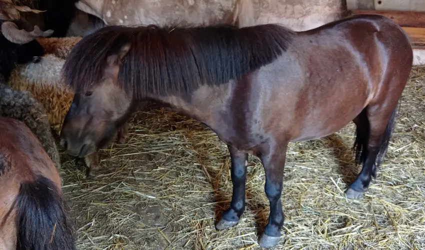 Pni Kuck Vendghz s Minifarm  Hosszvlgy - Oktber 23.